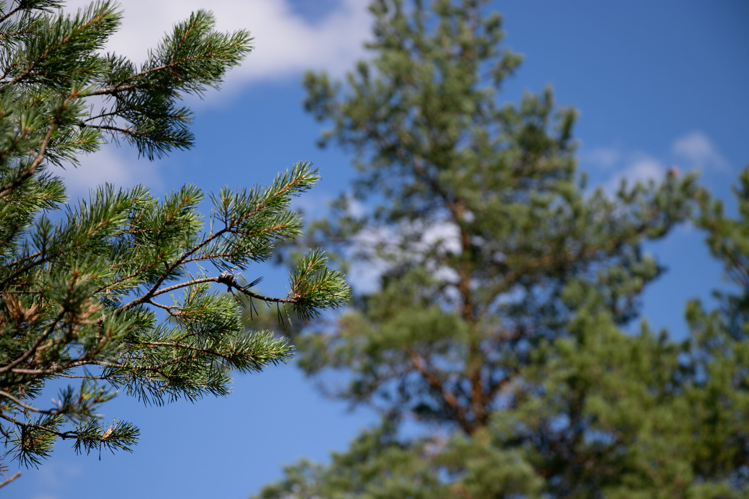 Kuvaa männyistä sinistä taivasta vasten.