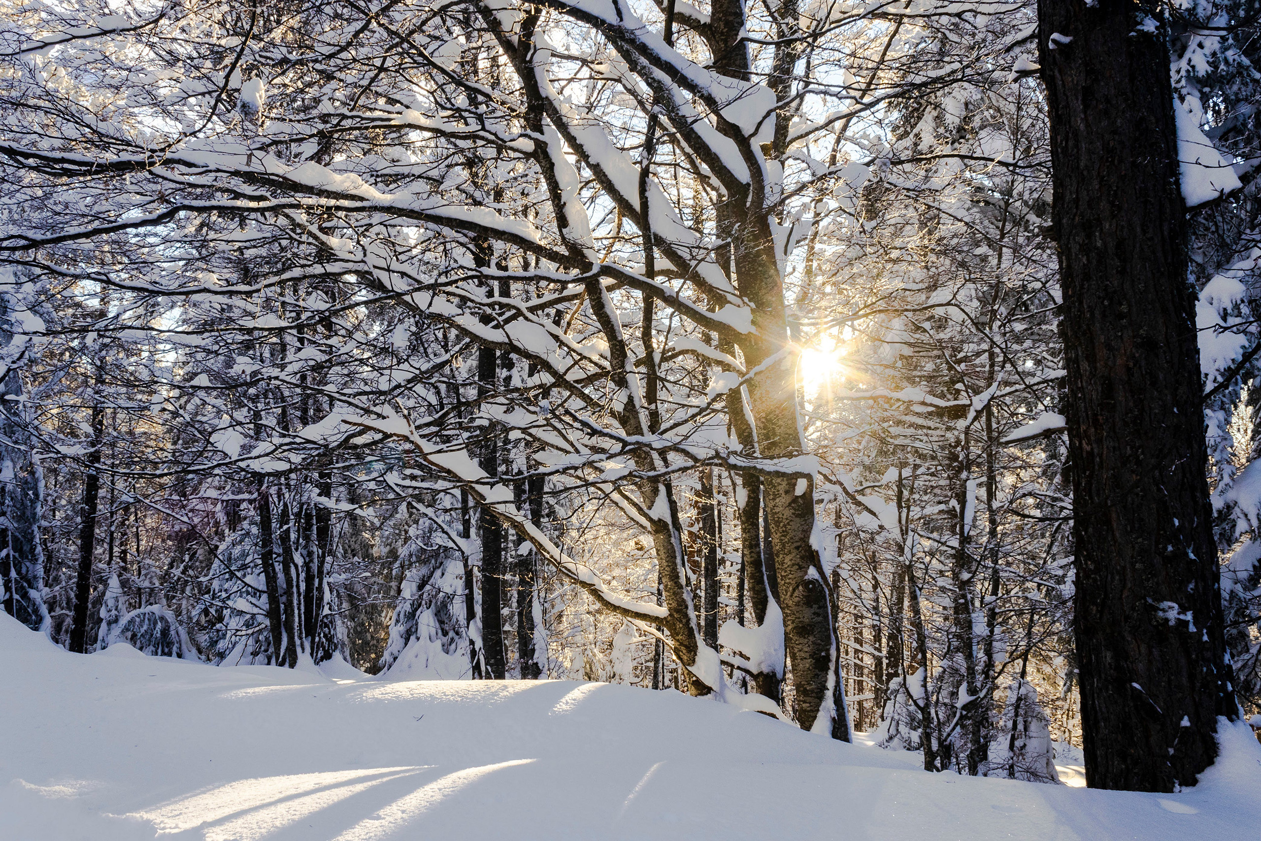 aurinko paistaa lumisten puiden läpi